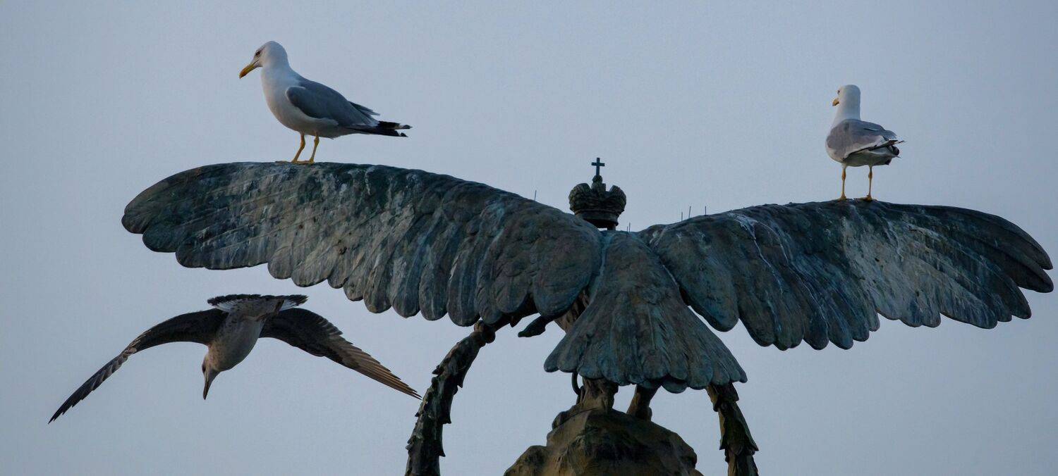 севастополь, приморский бульвар, памятник затопленным кораблям, город, памятник, чайки, момент, Максим Подосинников