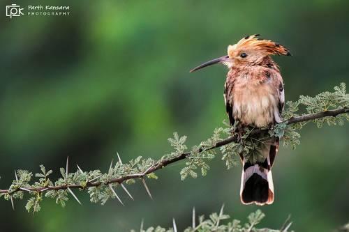 eurasian Hoopoe