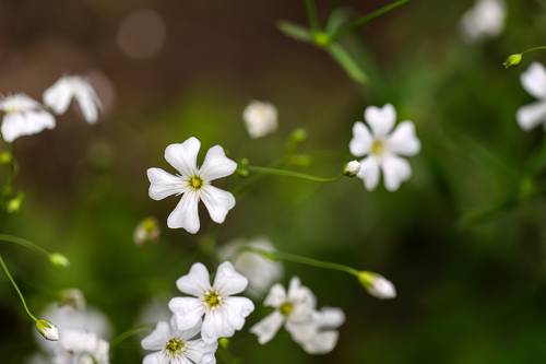 white small meadow flowers