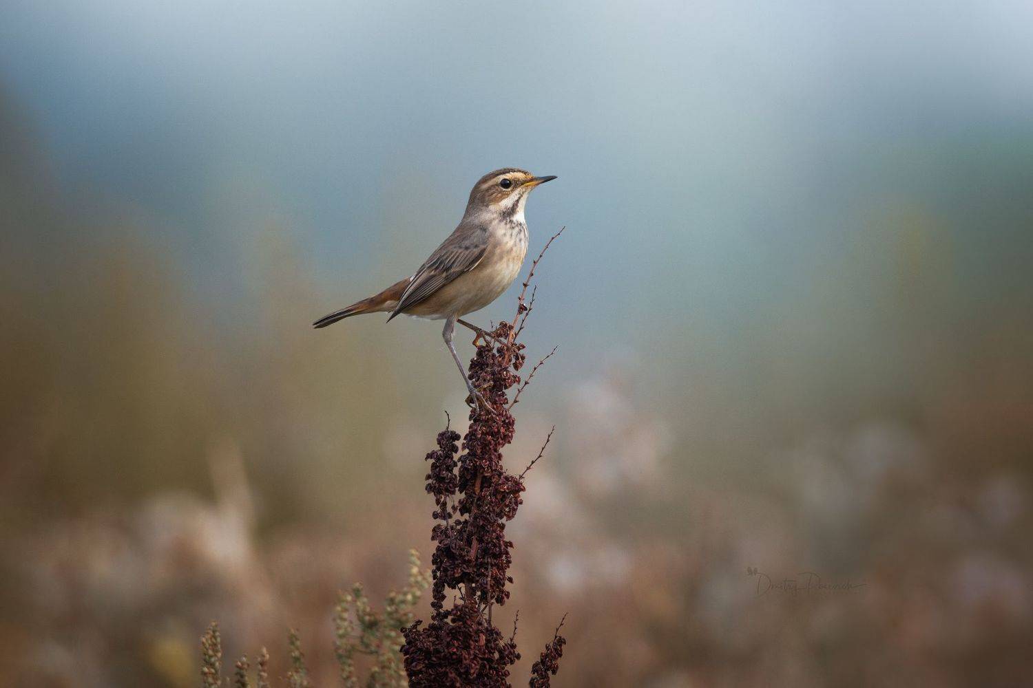 природа, лес, поля, огороды, животные, птицы, макро, Посевич Дмитрий
