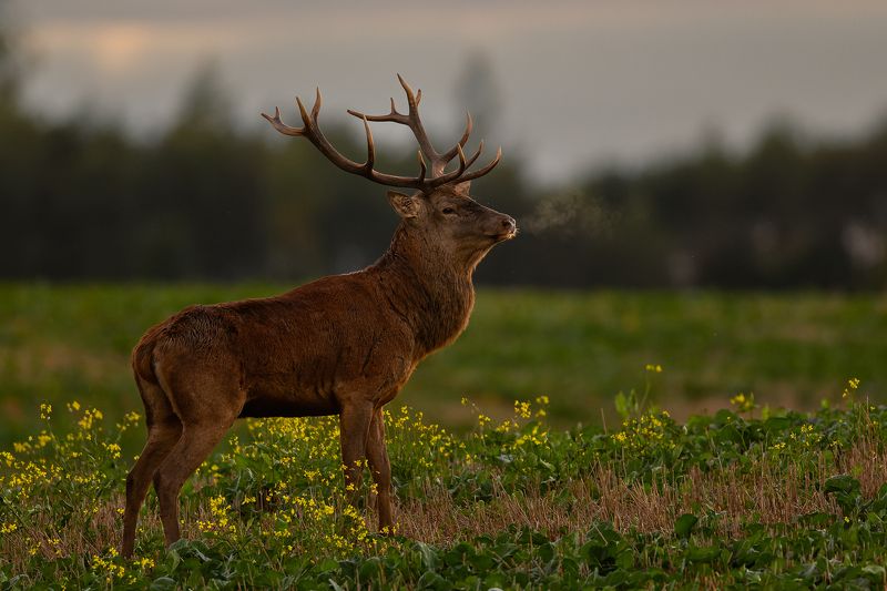 Briedis фото превью