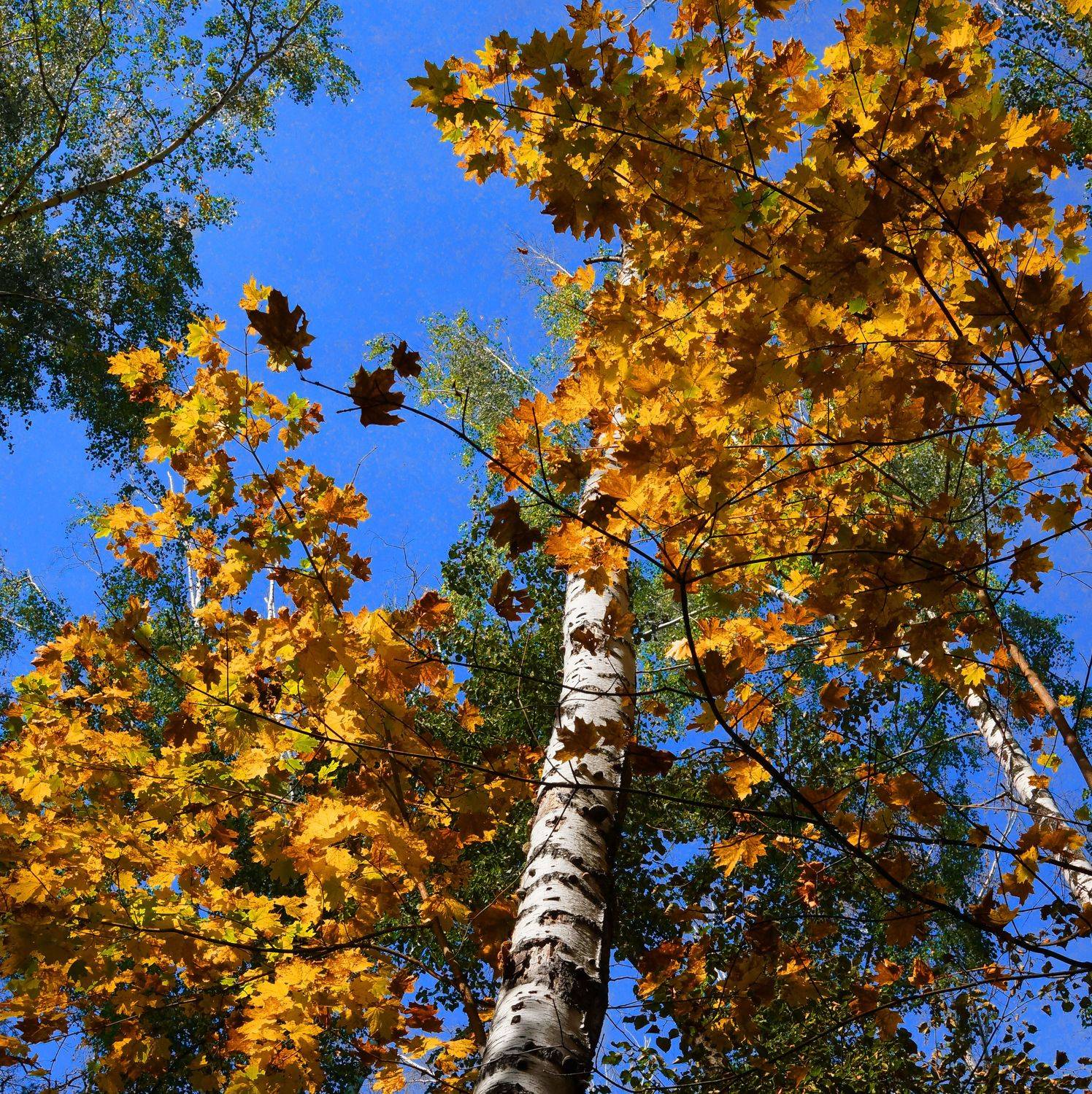 , Владимир Краснов