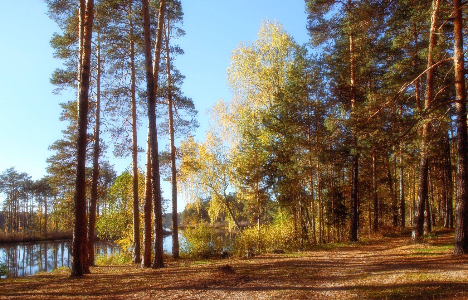 сосны озеро тени, Вера Петри