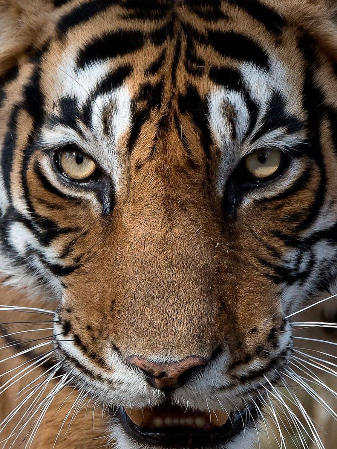 , Гордонов Юрий