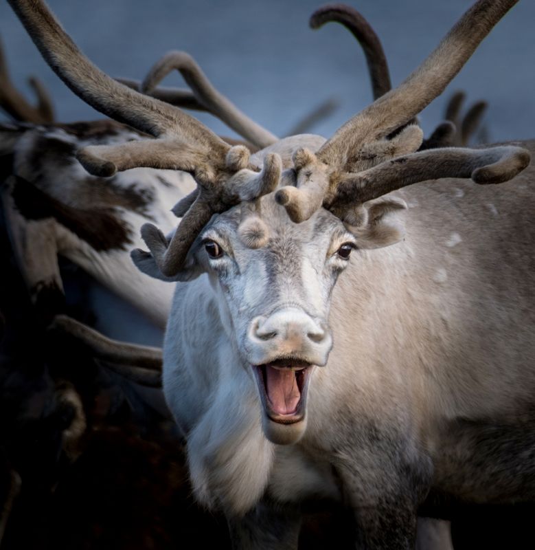 олень, нд, тундра, север, русский север, арктика, herd, deer, tundra, reindeer, north, russian north, arctic, северный олень, русский север нд Ха-ха-ха... фото превью