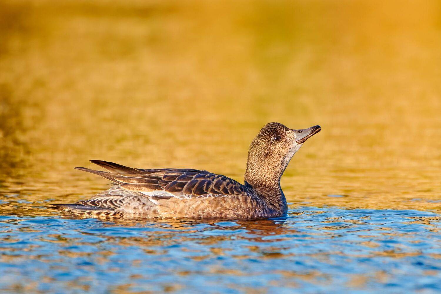 #bird #wildlife #nature #birdphotography, Александр Семенов