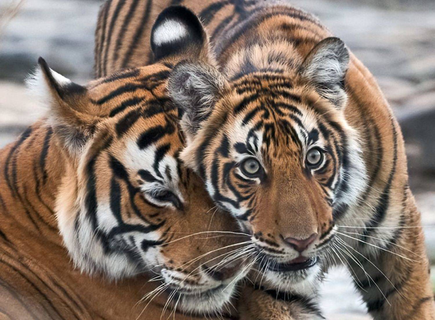 , Гордонов Юрий