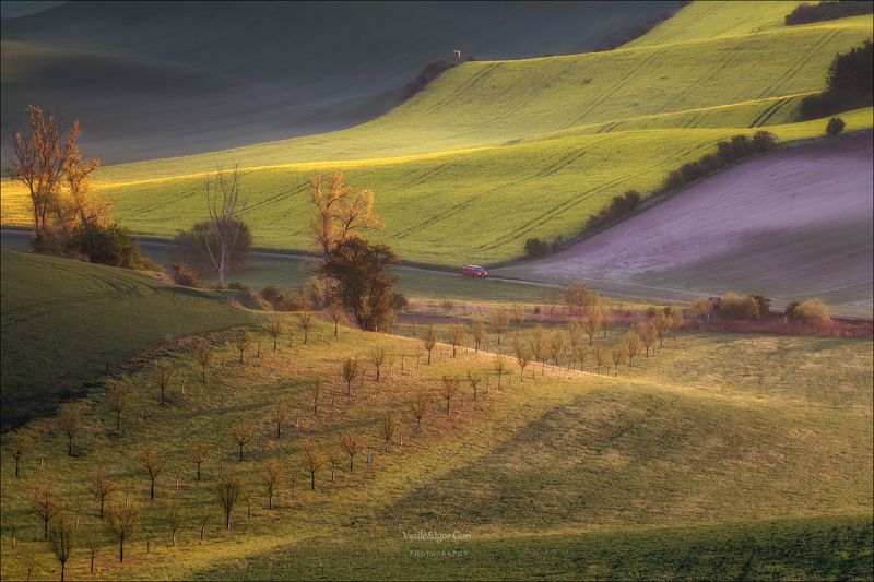южная моравия,пейзаж,hils,линии,south moravian,lines,свет,czech,весна,чехия,рапс,landscapes. Бархатные волны Моравии фото превью
