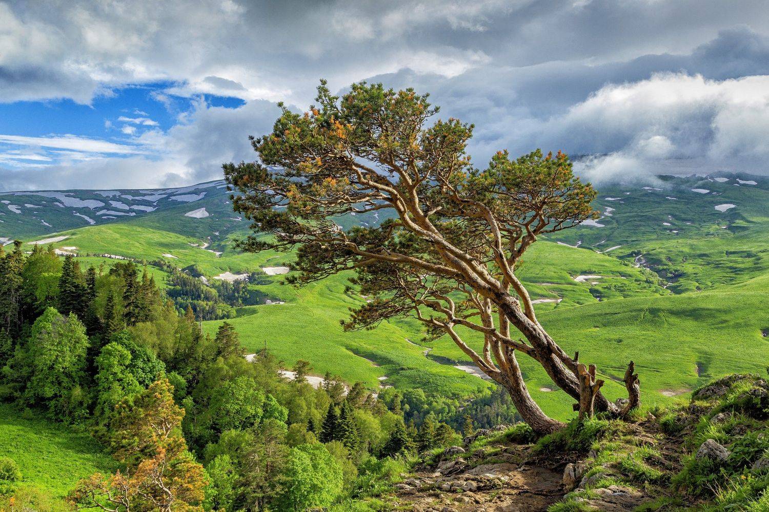 адыгея, дерево сосна, пейзаж, горное плато, снег, природа, nature, trees, landscape, Максим Подосинников