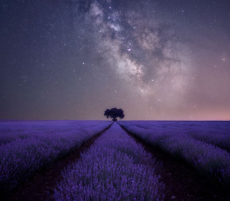 Lavander fields фото превью
