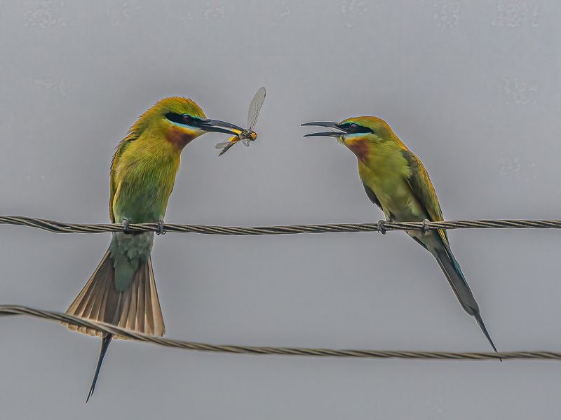 Bee Eater with catch фото превью
