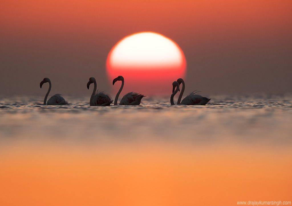 Greater flamingos, Dr Ajay Kumar Singh