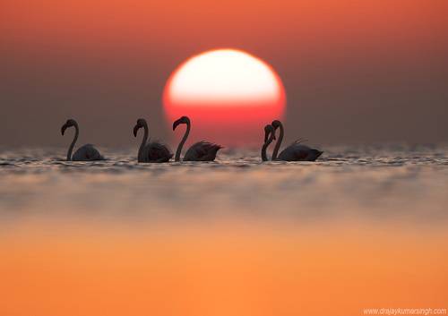 Greater flamingos