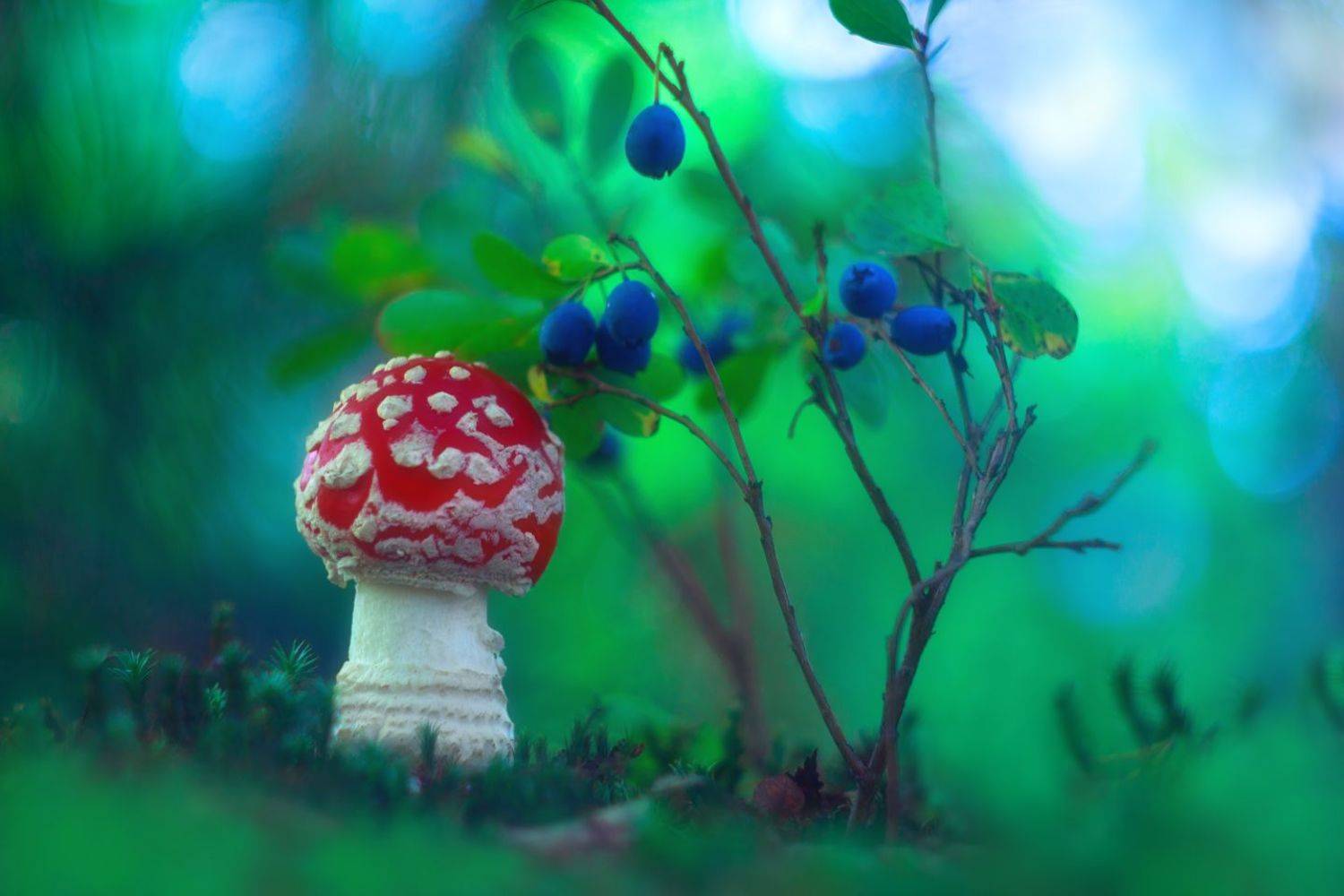 осень, лес, ягоды, грибы, голубика, мухомор, природа, Алёна Сурнина