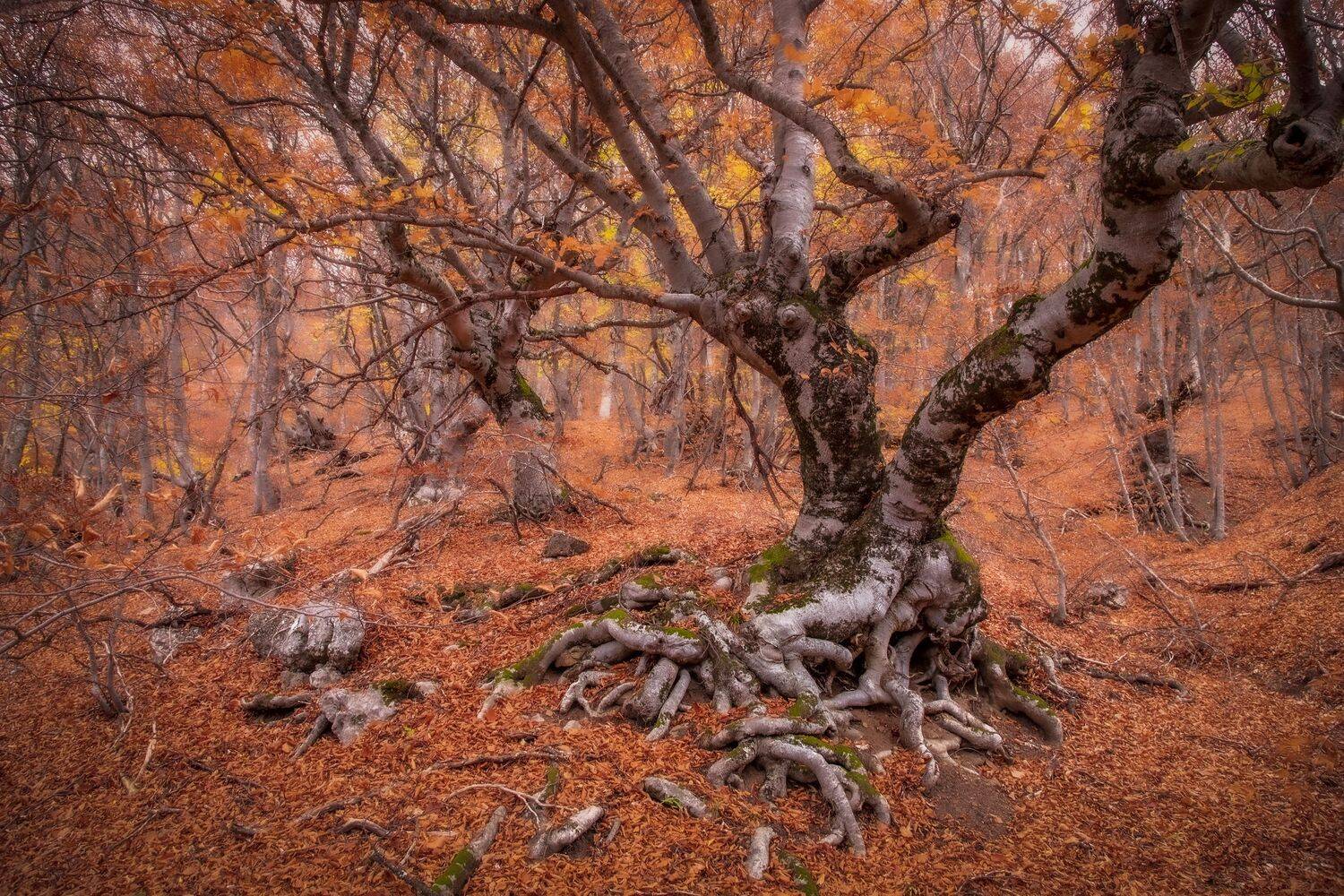 Крым, Гусева Елена