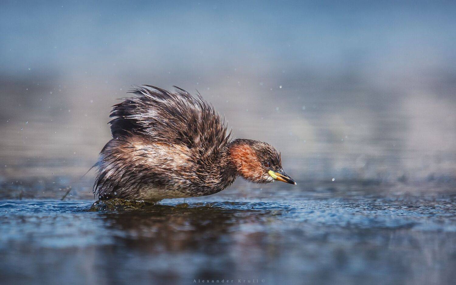 , Круль Александр