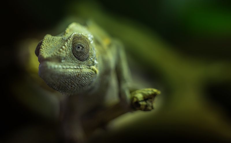 Хамелеон Пристальный взгляд фото превью