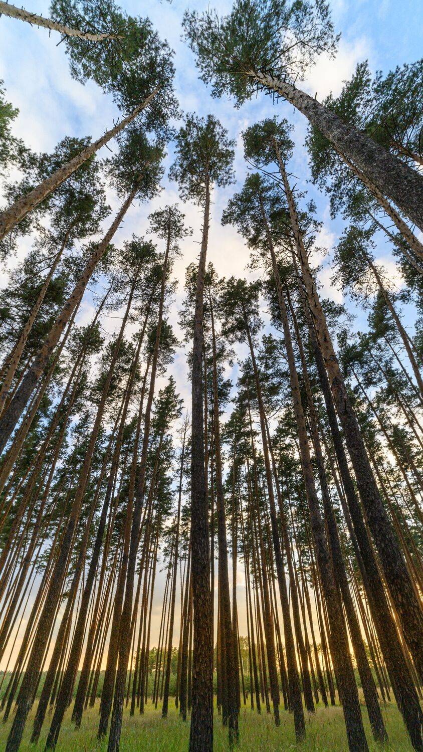 , Караваев Антон