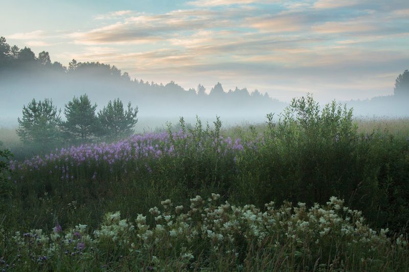 лето, луг, поле, туман Белая ночь фото превью