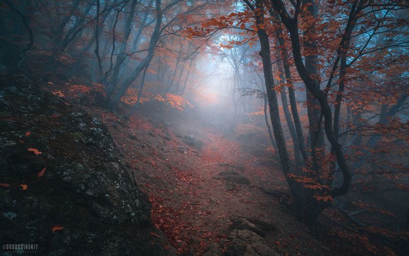 крым, туман, демерджи, осень, тропинка, листья Тропами осени фото превью