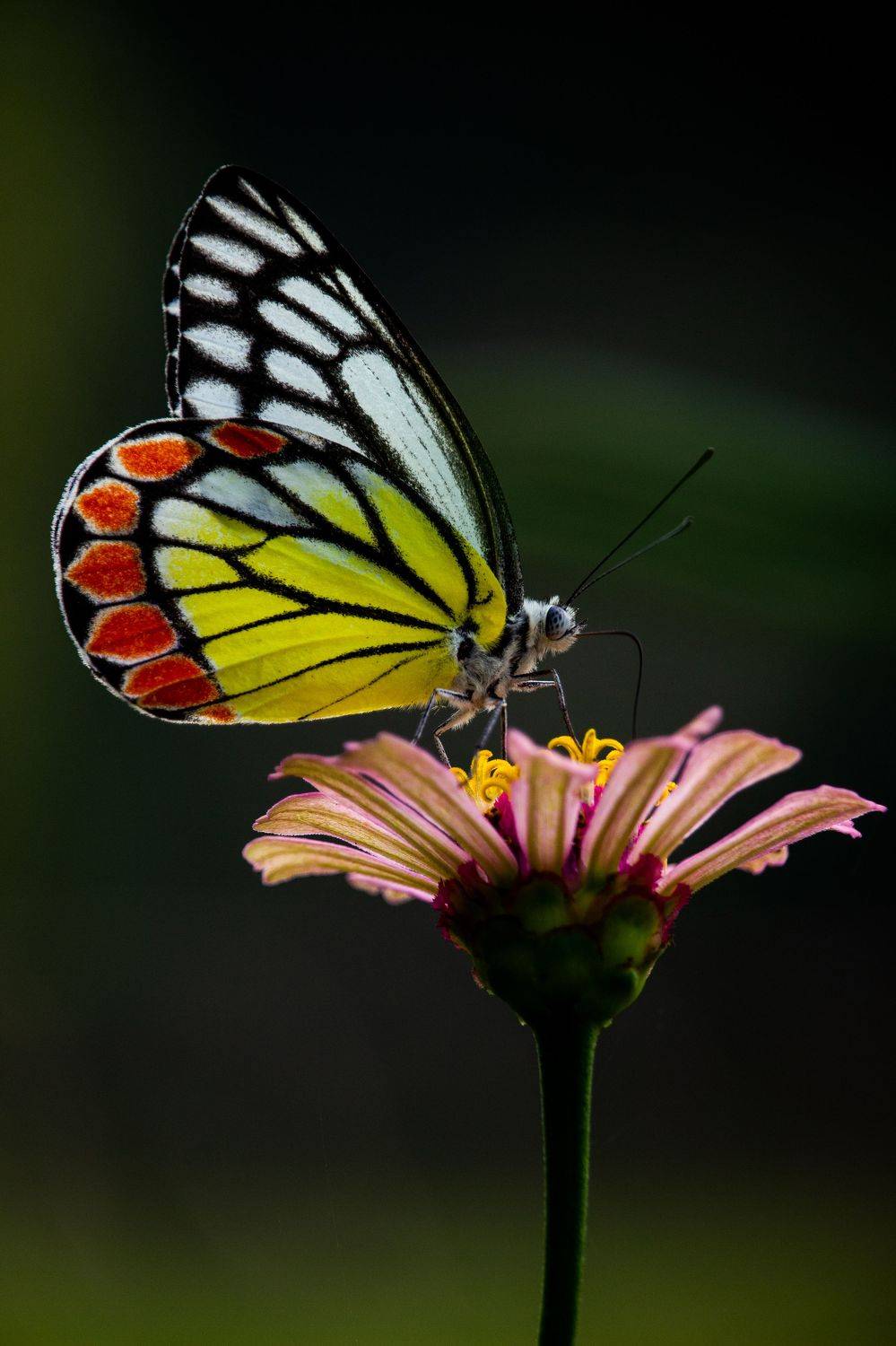 #butterfly #insect #nature #hunting #moths #photography, Shadab Ishtiyak