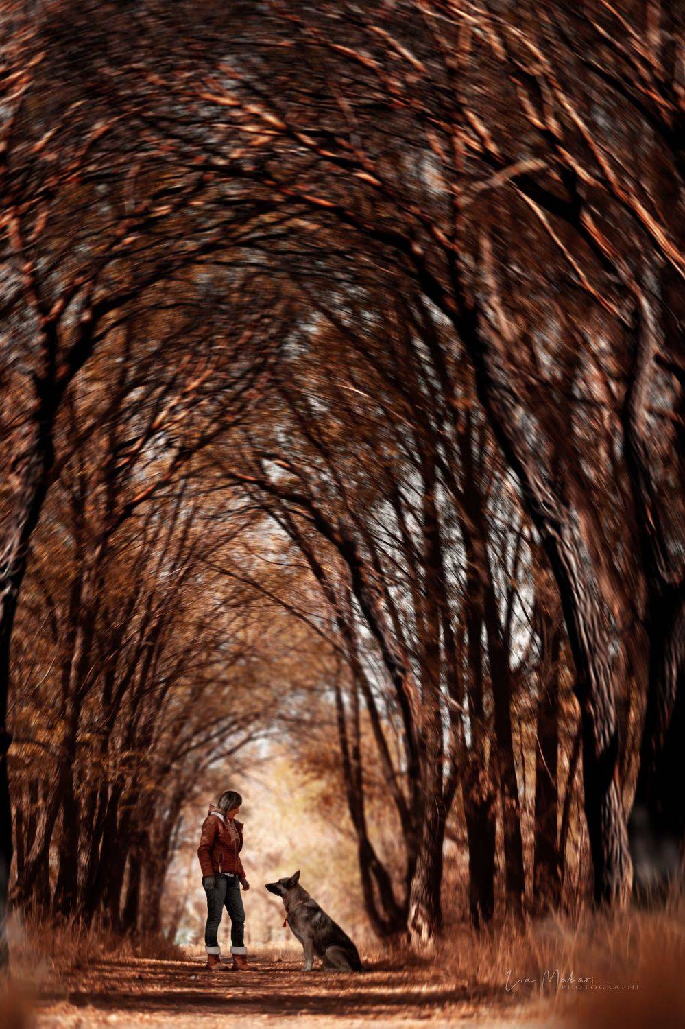 Лес, осень, собака, пёс, дерево, деревья , Макари Лия