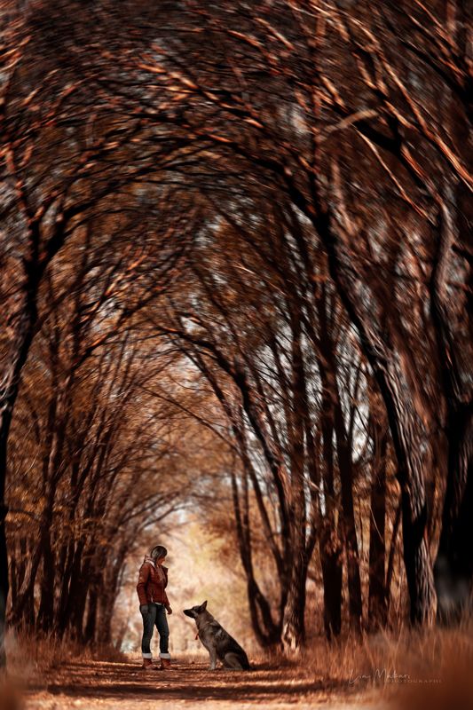 Лес, осень, собака, пёс, дерево, деревья  Беседа  фото превью