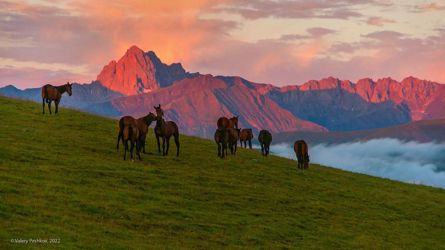 лошади, рассвет, утро в горах, пастбища, пастбищные хребты, кабардино-балкария, центральный кавказ, Валерий Пешков