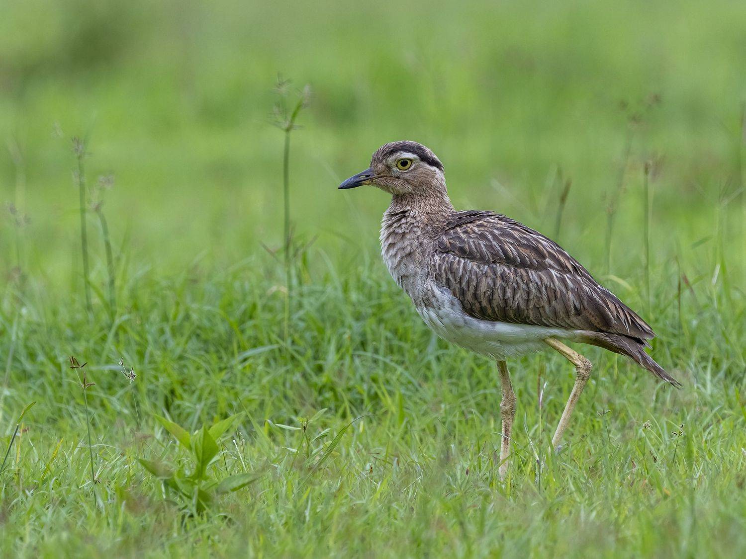 , Burgalin Sequeira Fernando