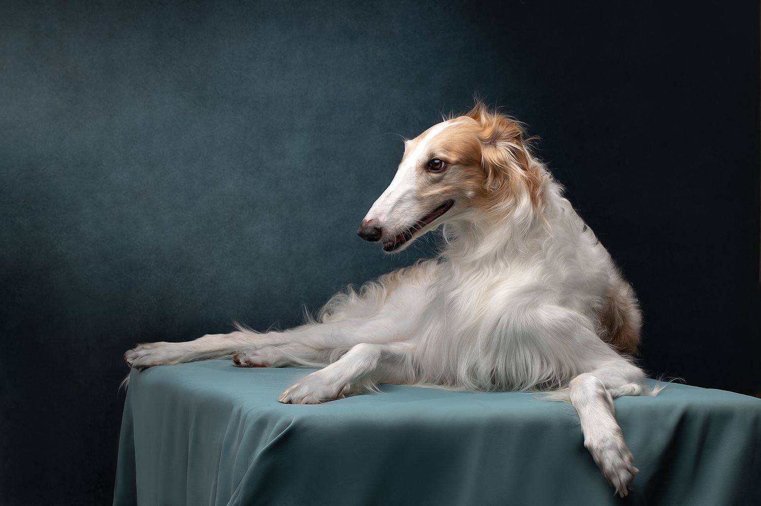 , Светлана Писарева