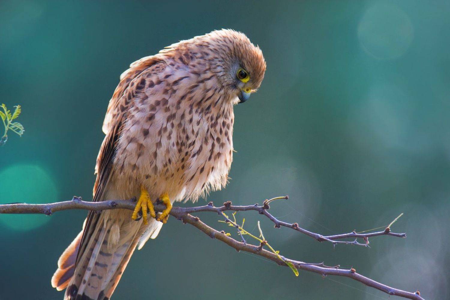 , Людмила Бекман