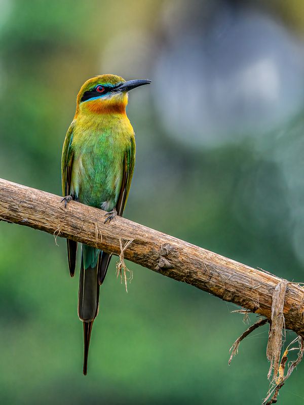 Green bee eater фото превью