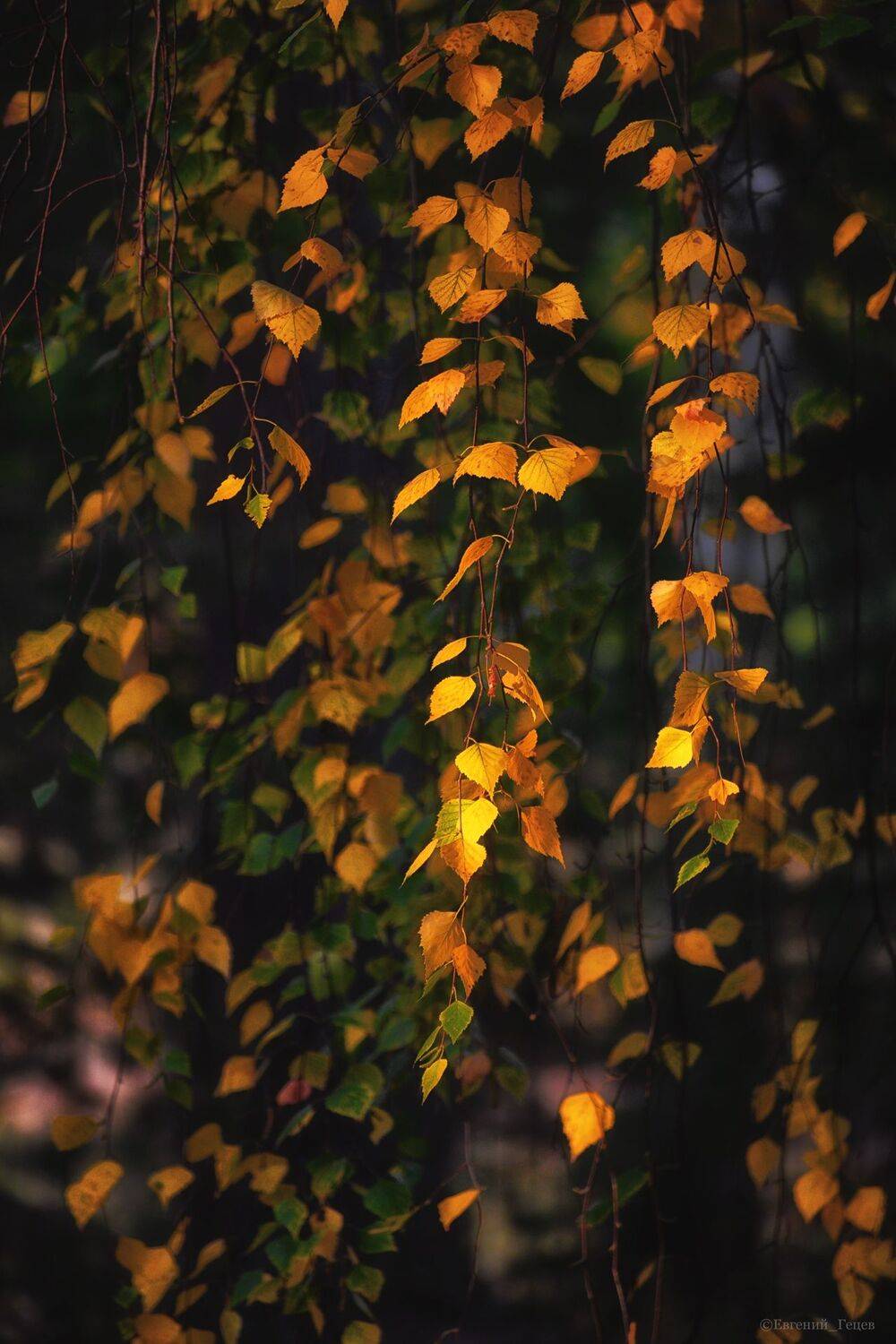 осень, природа, береза, листья, Евгений Гецев