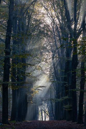 spooky forest
