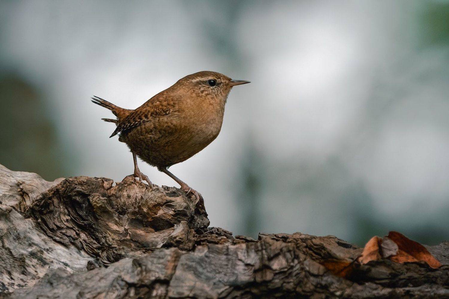 bird, wildlife, animal, Wojciech Grzanka