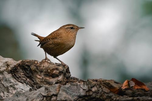 Eurasian wren