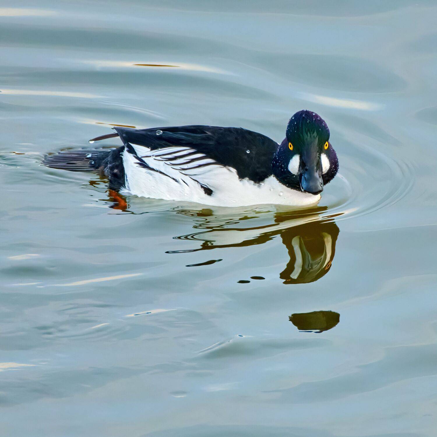 #bird #wildlife #nature #birdphotography, Александр Семенов