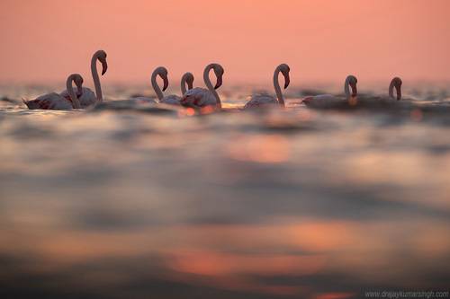 Greater flamingos