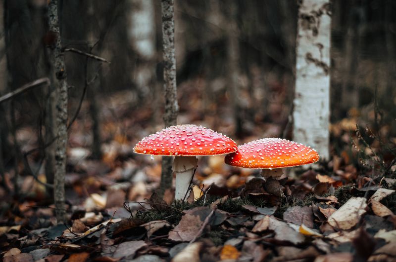 Мухоморчики фото превью