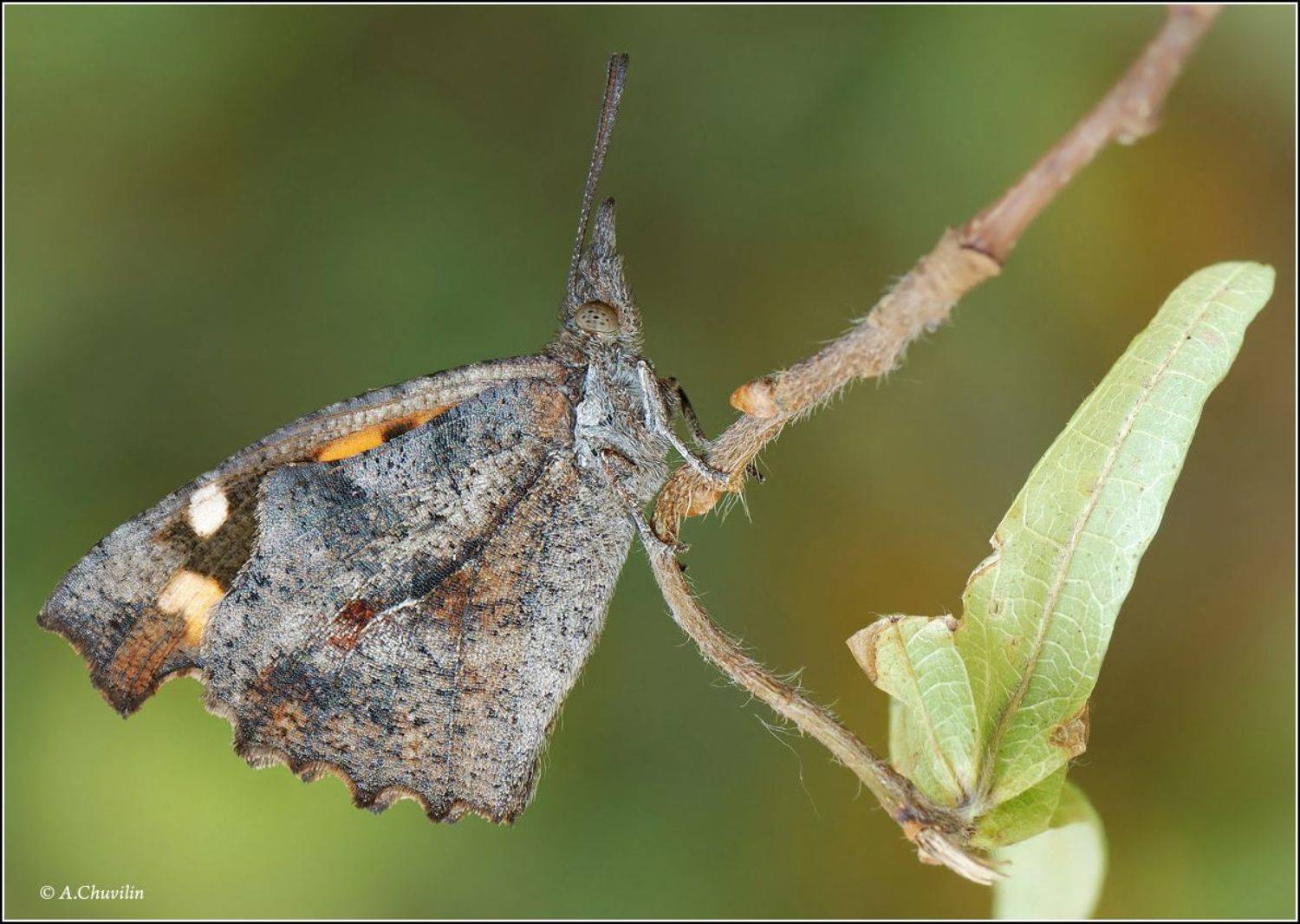 бабочка,носатка,армения,celtis, Александр Чувилин