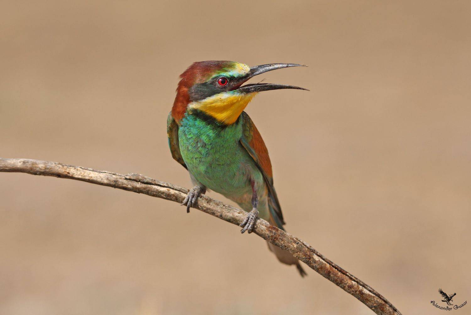 , Александр Гусар