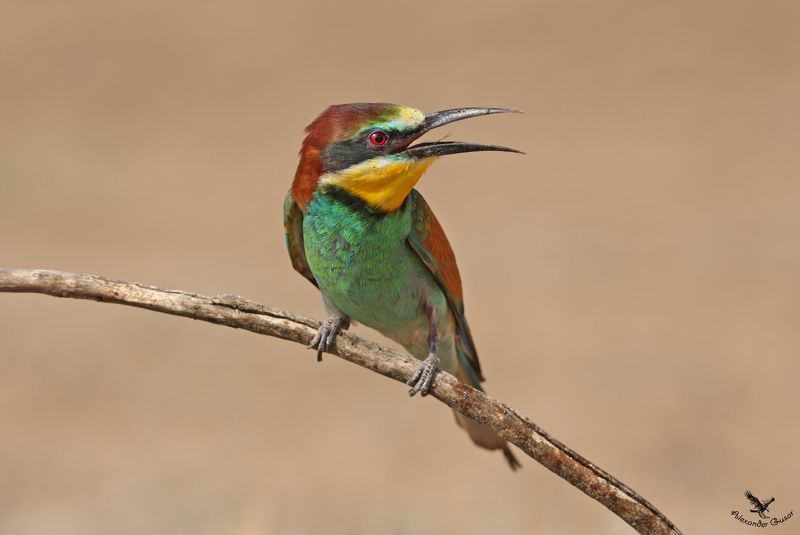 Золотистая щурка. фото превью