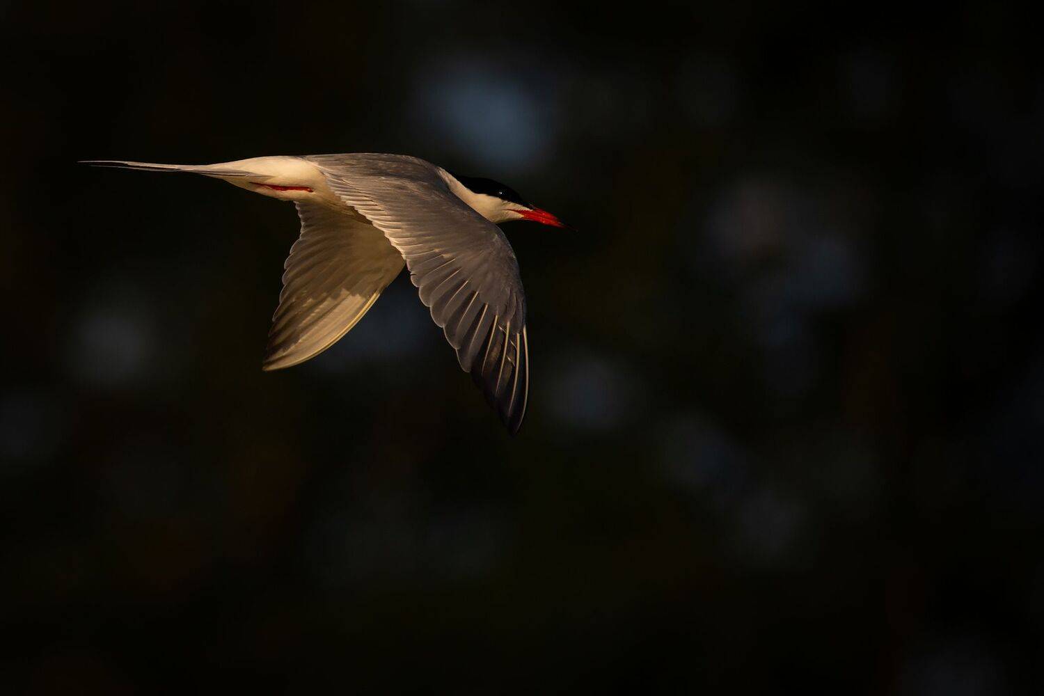 , Robert Adamec