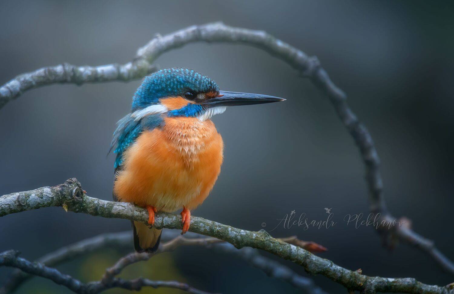 wildlife , kingfisher , island , зимородок, Александр Плеханов