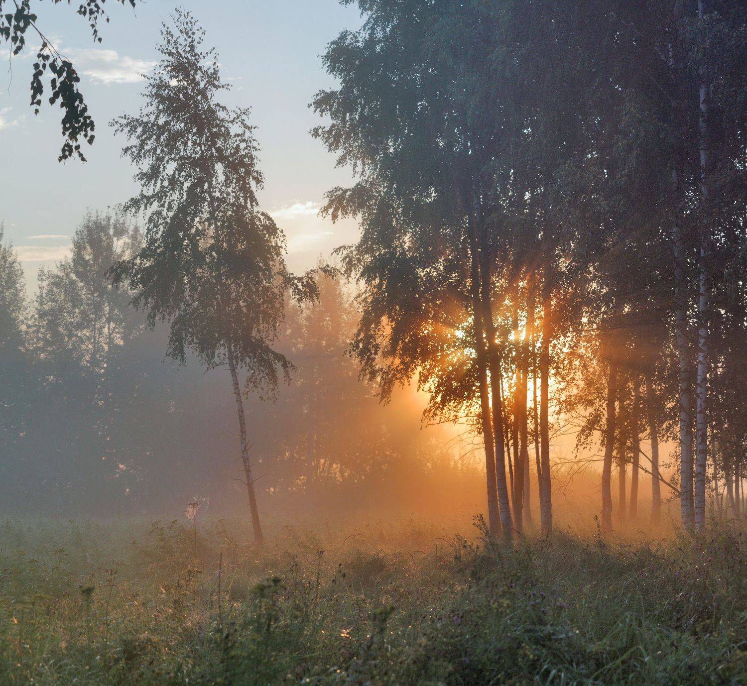 рассвет , лес , Александр Свистков