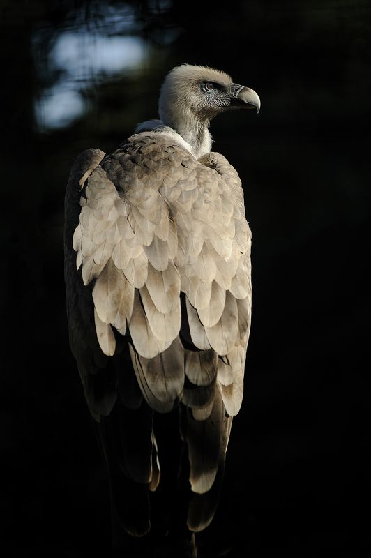 Griffon vulture фото превью