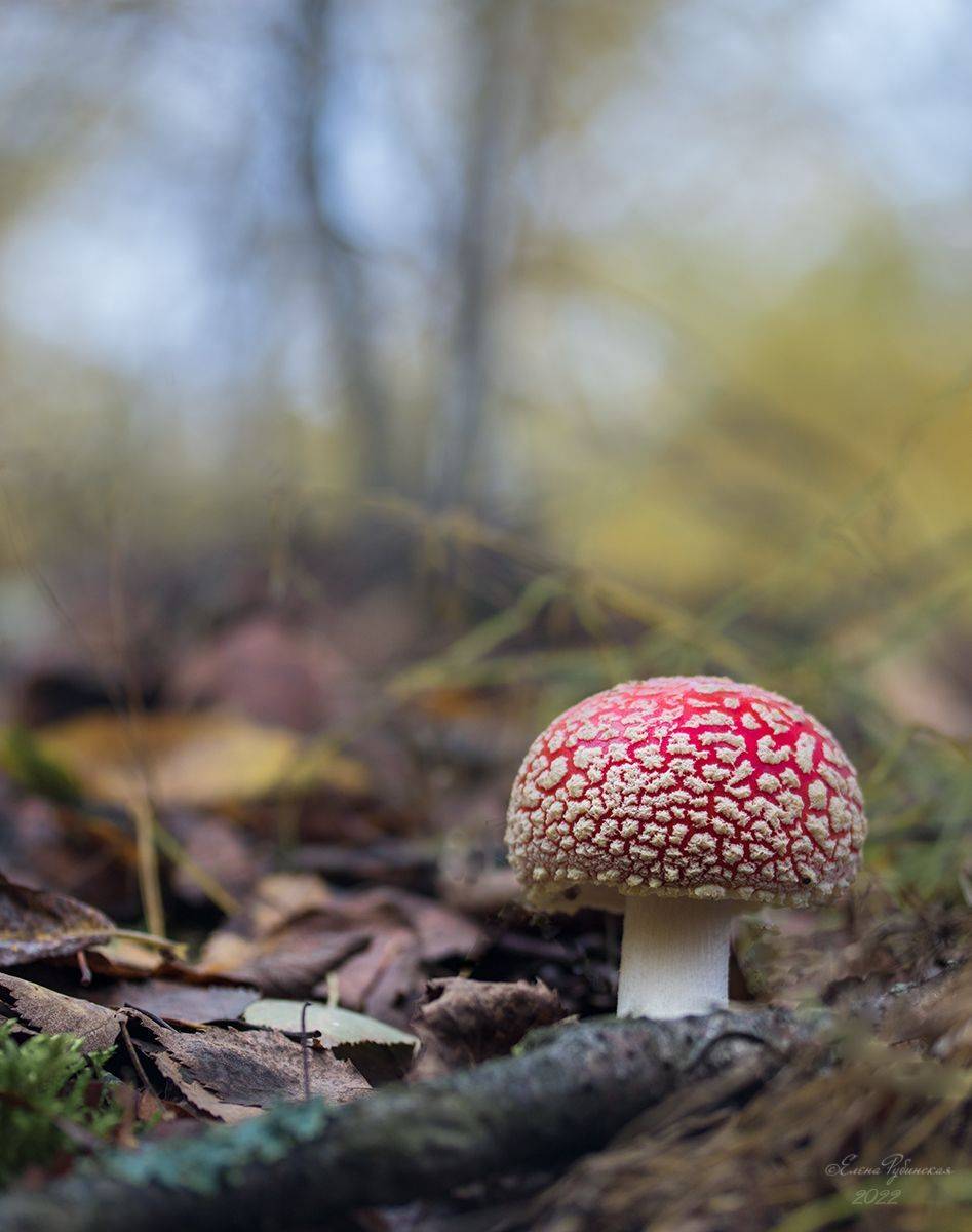 , Елена Рубинская