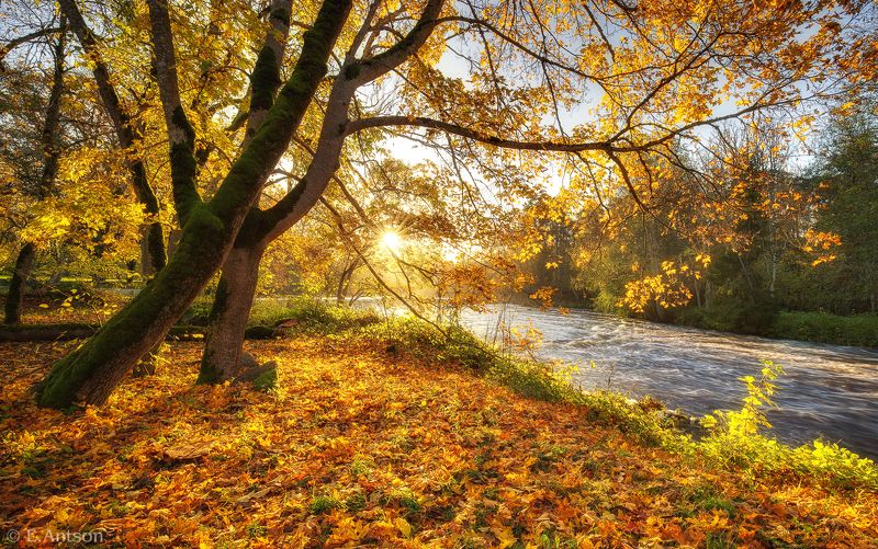 пейзаж, природа, осень, эстония Золото октября фото превью