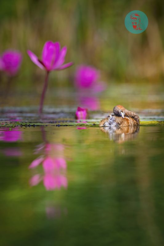 фото превью