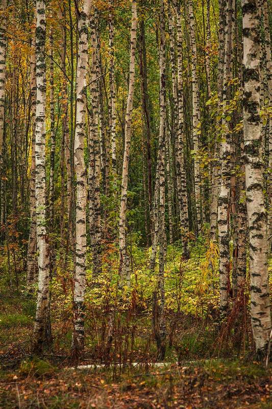 Что-то на душевном русском... фото превью